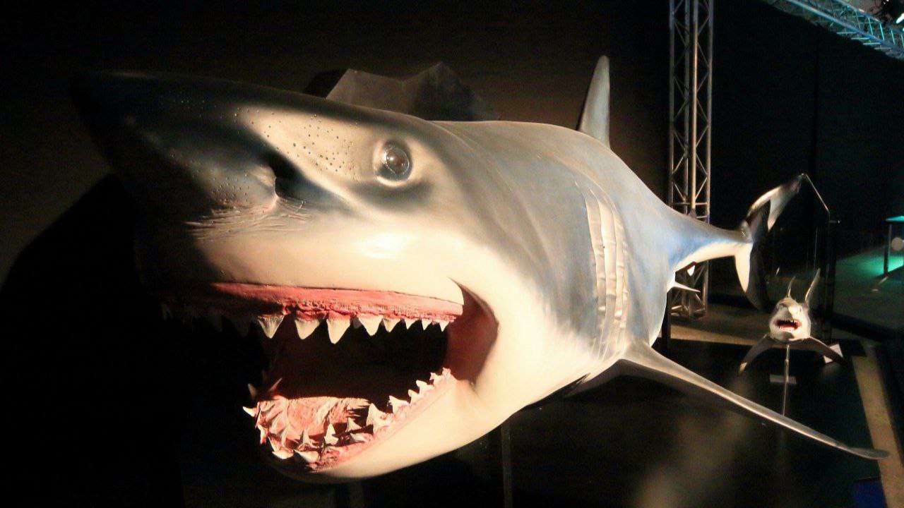 Голубая акула замороженная. Акула продаж. Акула пугающая. Акула пугающая. Акула белая, акула-людоед, кархародон.