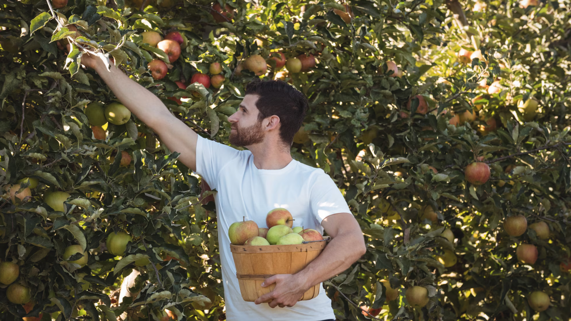 К чему снится собирать яблоки во сне. Человек собирает яблоки. Сбор яблок в саду. Мужчина собирает яблоки. Срывает яблоко.