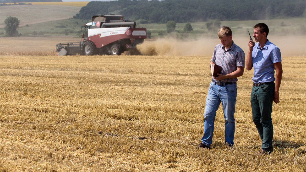 руки с колосьями пшеницы. фермер рукопожатие. сельское хозяйство животноводство. крестьянское фермерское хозяйство. фермер рукопожатие.